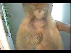 Horse Bdsm Porn