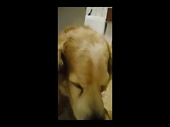 Dog Porn Amateur