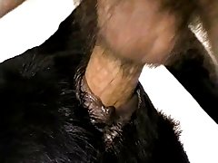 Zoofilia Xxx Con Caballos