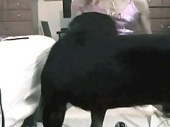 Sex Videos With Animal