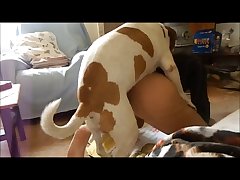 Horse Having Sex Porn