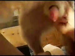 Videosde Zoofilia