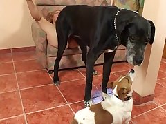 Animal Doing Sex