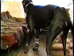 Horse Stallion Porn