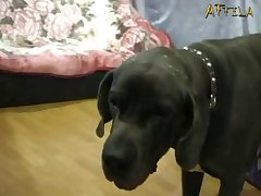 Tiny Dog Fuck Girl
