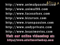 Porn Animal Sex Images