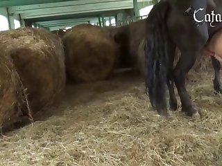 Animal Sex Video Porn
