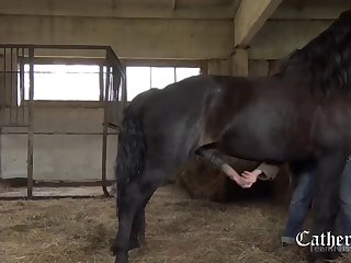 Animal With Porn Sex