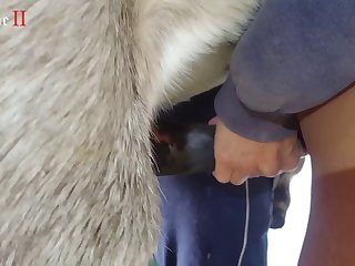 Animal Porn Man Fuck Dog