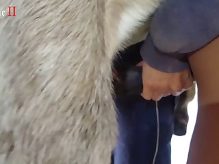 Animal Porn Man Fuck Dog