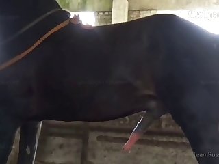Women Breastfeeding Animal Porn