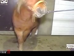 Doggie Cock By His Knot As I Went On Eating My