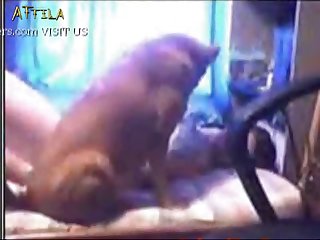 Zoofilia Porn Comics