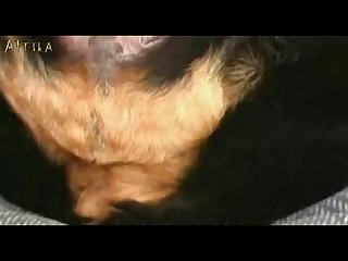 Zoofilia Anal Abotonada