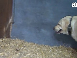Horse Zoofilia Porno