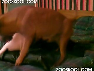 Zoofilia Real 2025