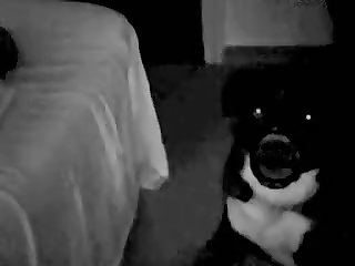 Zoofilia Animales Xxx
