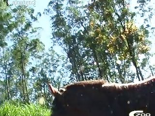 Zoofilia Porno Mono