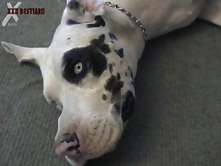 Videos Gratis De Zoofilia Con Cabras