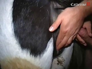 Videos De Zoofilia Con Gatos